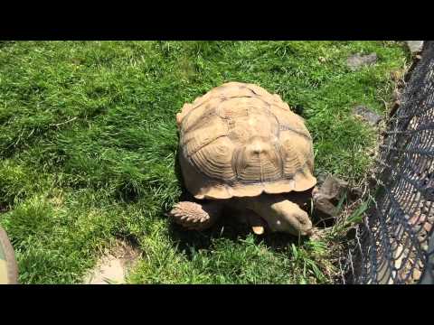 Huge turtle in yard!
