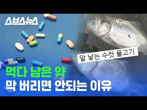 쓰레기통에 그냥 버린 약 때문에 알 낳는 수컷 물고기/스브스뉴스