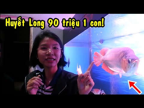mua ca rong o tphcm New Được Bà Xã dẫn đi mua cá HUYẾT LONG tại tiệm cá RỒNG nổi tiếng ở Sài Gòn! Arowana 4000$