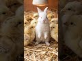 #smallchicken #smallhenbabies #hensbabiesturnittorabbit