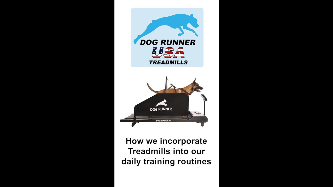 How We Use Our Dog Treadmills at Maximum Canine! YouTube