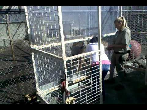 Linda Yates feeding a Tiger