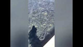Roaring River state park...part 5 #trout #hatchery #naturalspring