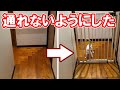 子猫用セーフティペットゲートを設置したら想定外のところから侵入されそうになった