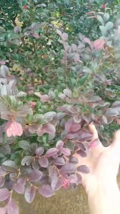 Viral ❗Serut Merah / Loropitalum #shorts #bonsai #dnsartventure