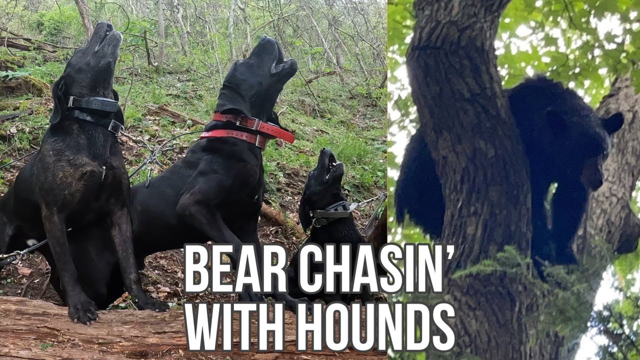 Bear Chasin’ with Hounds: 2 Hunts from Spring 2023 - YouTube