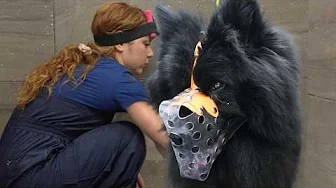 The Most Difficult Dog I've Ever Done | EXTREME Transformation Eurasier Dog