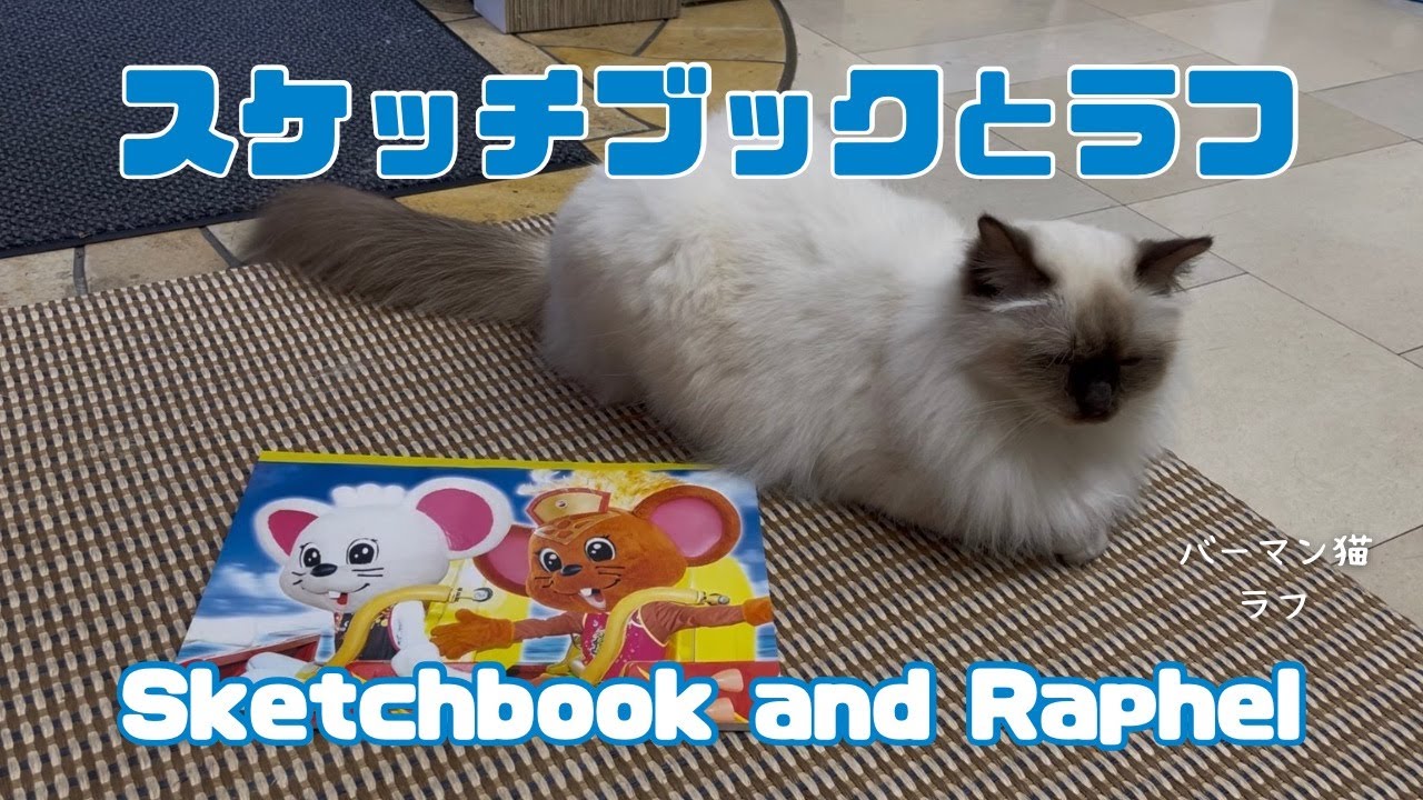 )バーマン猫ラフ【スケッチブックとラフ】Sketchbook and Raphel（バーマン猫）Birman/Cat