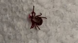 What is rabbit fever? Cases of rare tick-borne illness reported on Long Island | NBC New York