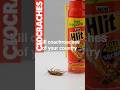 keep your country safe from coachroaches #hit #killcoachroaches #shortvideo #shortsfeed #shortsvideo