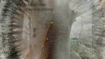 Tree Identification Part 3