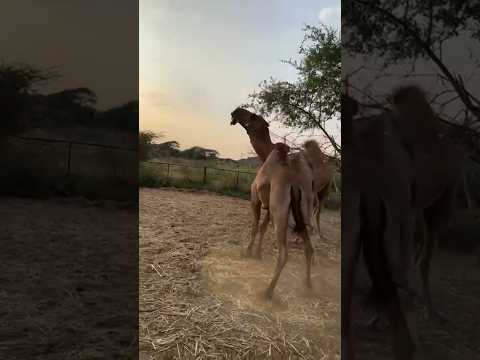 الهرش والقعود