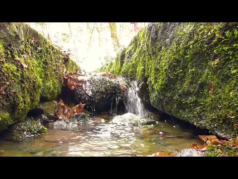 【自然音・ASMR】参拝道の側溝にある小さな滝 １時間 【リラックスムービー】