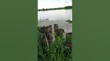 Báo Cá Bãi Câu Mới Ở Sông Sài Gòn Mới Cùng Tùng Idol Trúng Ổ Mè Vinh