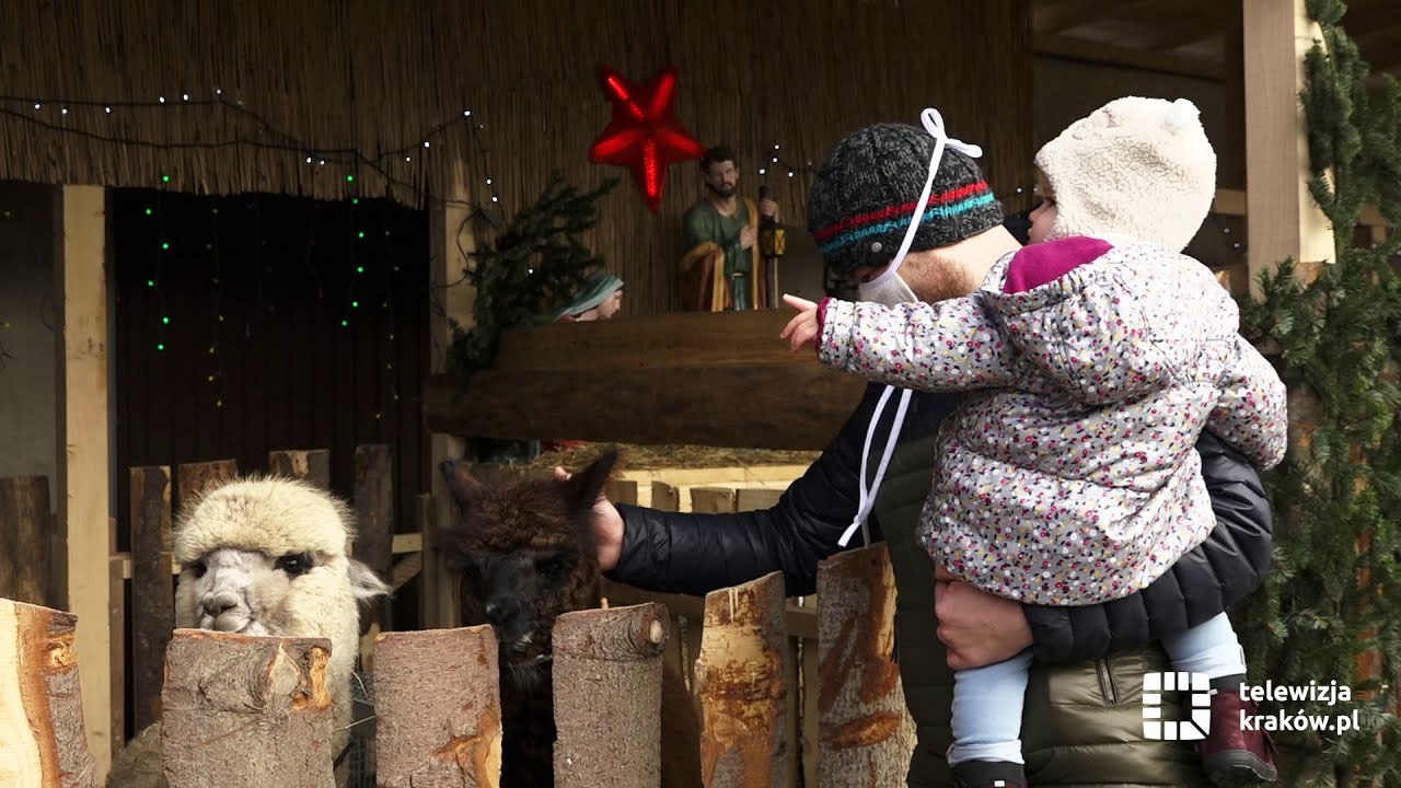 Żywa szopka atrakcją świąt