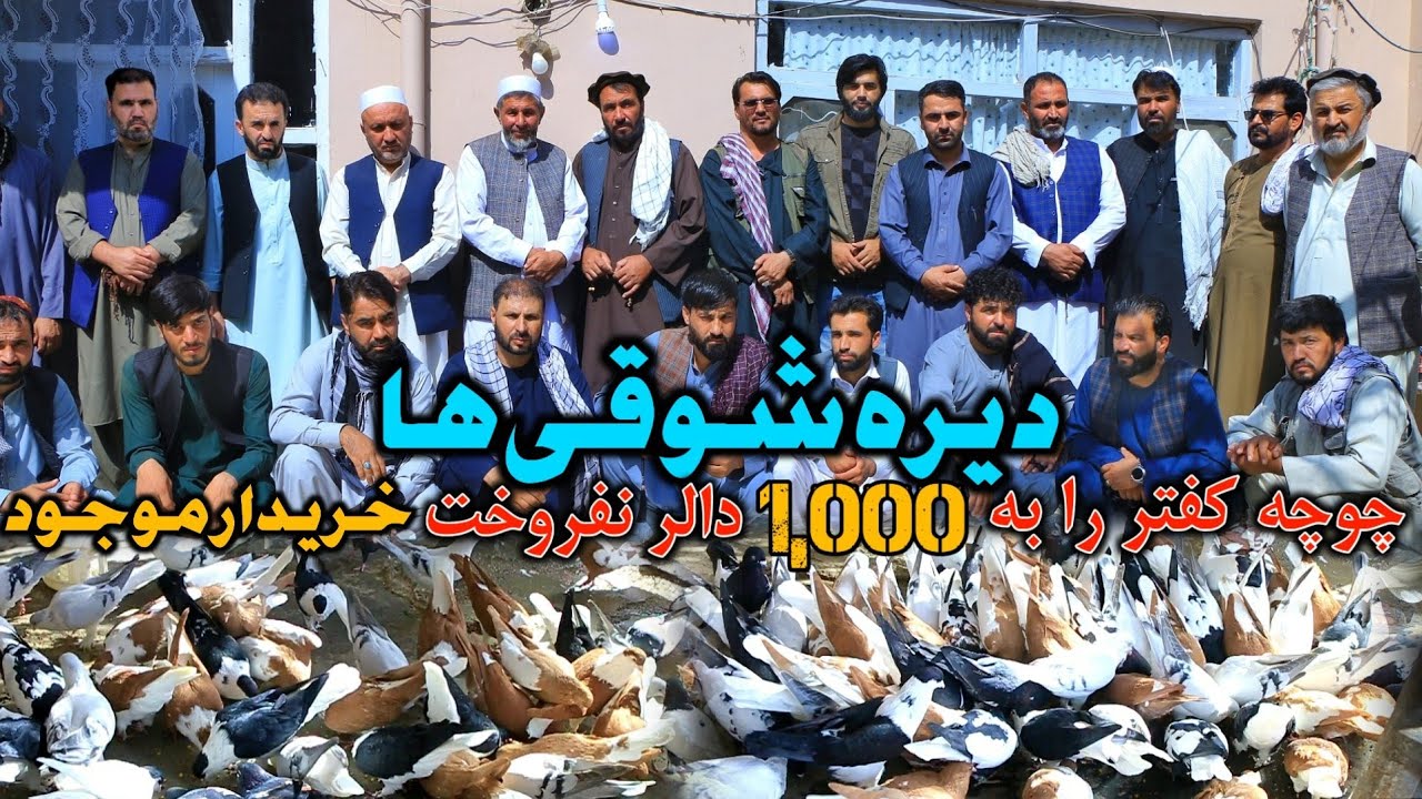 دیره شوقی های کفتر - چوچه کفتر را به هزار دالر نفروختم || the World most unique amazing pigeons 