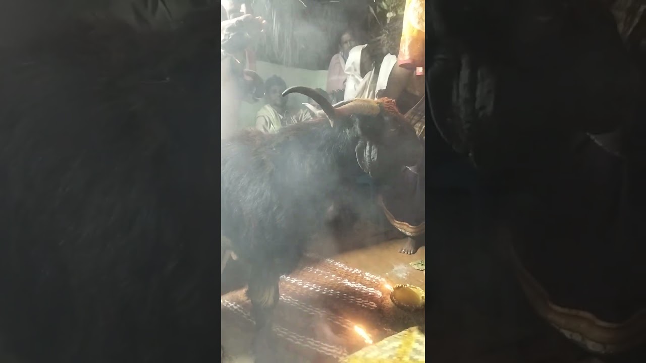 Thaanni malleshu guruvu garu