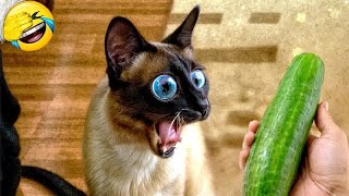 Funniest 2024🤣Cats and 🥒 Cucumbers - Awesome Funny Pet Videos 🤣🦮Part 18