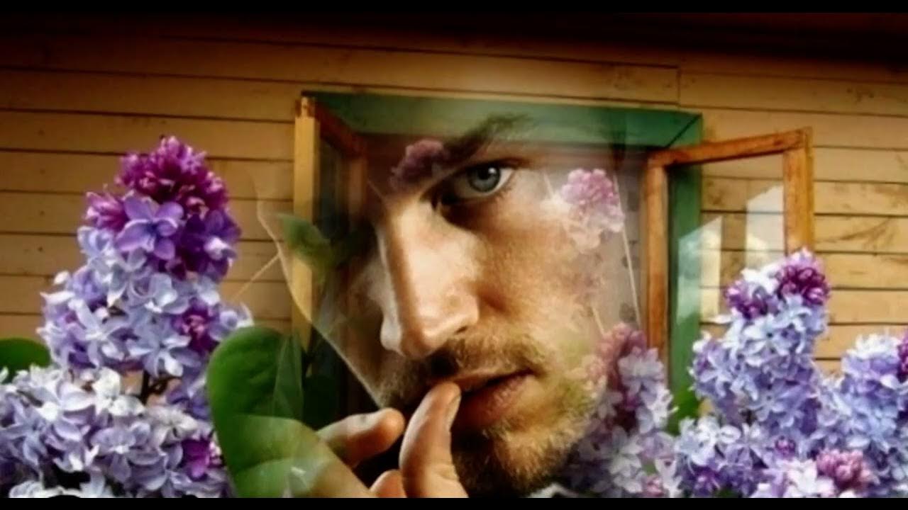 Одинокая ветка сирени автор. Залкин ветка сирени. Дух сирени. Сирень любовь. Молодость напомнит мне сирень песня кто поет.