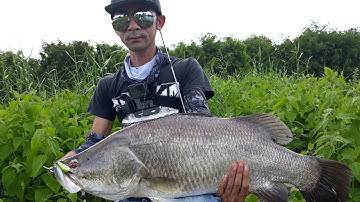 Câu cá Chẽm - Vược #19 - Cuộc chiến 30 phúc cân não của cần UL #AJINGTROUT và chẽm Hugo - phần 2