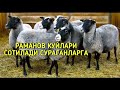 РАМАНОВ КУЙЛАРИ СОТИЛАДИ