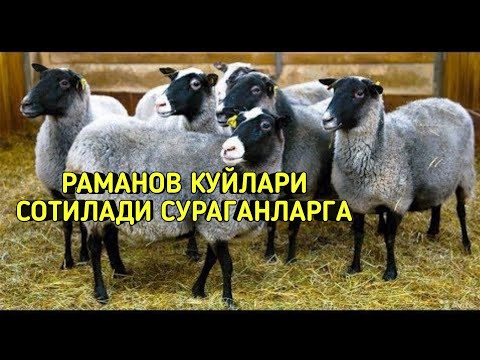 Video: Romanov Zotli Qo'ylarni Qanday Ko'paytirish Kerak