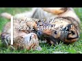 【カラオケ】犬かキャットかで死ぬまで喧嘩しよう! / Official髭男dism (ガイドメロディありVer.)