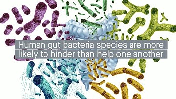 Co-culturing paired species of gut bacteria shows high prevalence of negative interactions