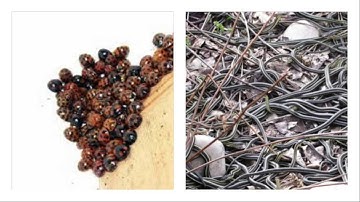 Spiders, Snakes, Insects, and Other Ectotherms in the Winter