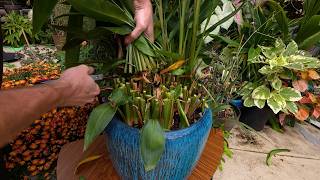Fall Plant Prep and Planning When to Move Plants Inside