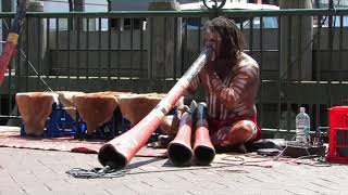 The Aboriginal Plays The Didgerid