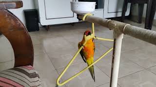 Naughty Sun Conure by Birds Bucket 92 views 1 year ago 2 minutes, 8 seconds