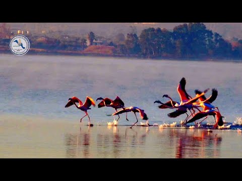 Ιπτάμενοι Επισκέπτες(ΦΛΑΜΕΝΓΚΟ).ΑΛΥΚΕΣ ΚΟΠΑΝΑ ΝΕΑ ΛΑΜΨΑΚΟΣ