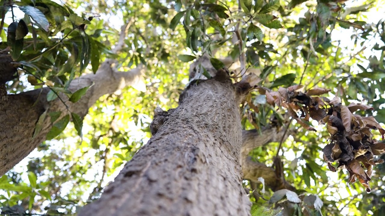 mango tree Stock Footage | Royalty Free | Free 4K Videos - no copyright