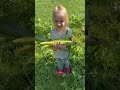 First big harvest of corn this year #gardening #garden #backyardgardening #gardeningtips #shorts