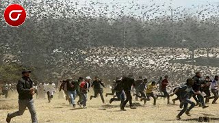 Warga Lari Berhamburan! Jutaan Burung Hitam Mendadak Serbu Kota
