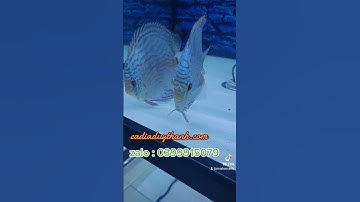 cá dĩa đẹp