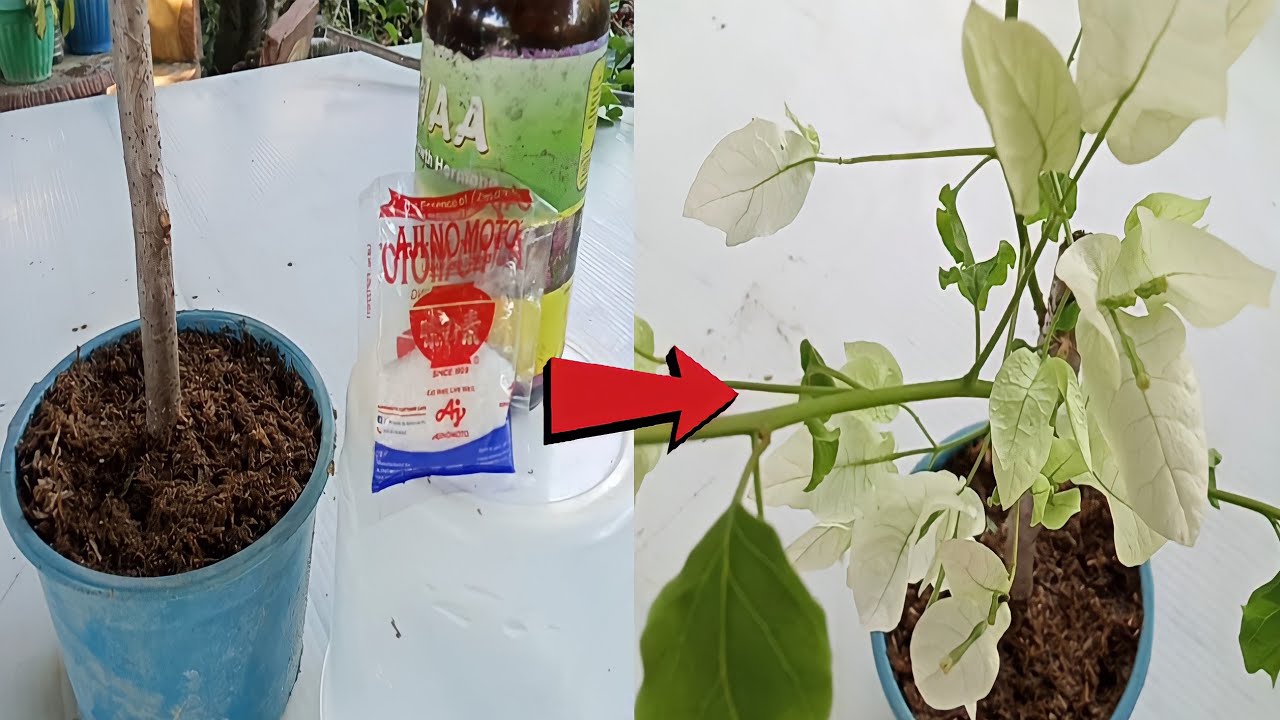 How to grow bougainvillea cuttings faster and immediate flowers youtube