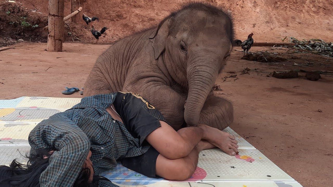 พ่อแกล้งจูหาว่าไม่ไปโรงเรียน‼️ แกล้งพ่อกลับซ่ะเลย -- น้องจูเนียร์ Family Ep.101