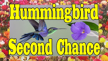 Hummingbird Second Chance MUST SEE FEEL GOOD VIDEO !!!! ORIGINAL
