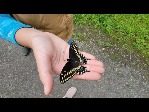 Wildlife walking with rescued Butterfly 🦋 | Nature's own beauty #wildlife #nature #family #rescue