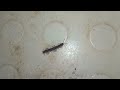 Micro Hero - Yellow spotted millipede