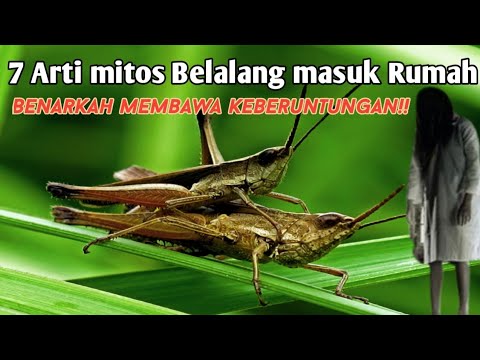 Video: Berapa bilangan instar yang dimiliki oleh seekor belalang?