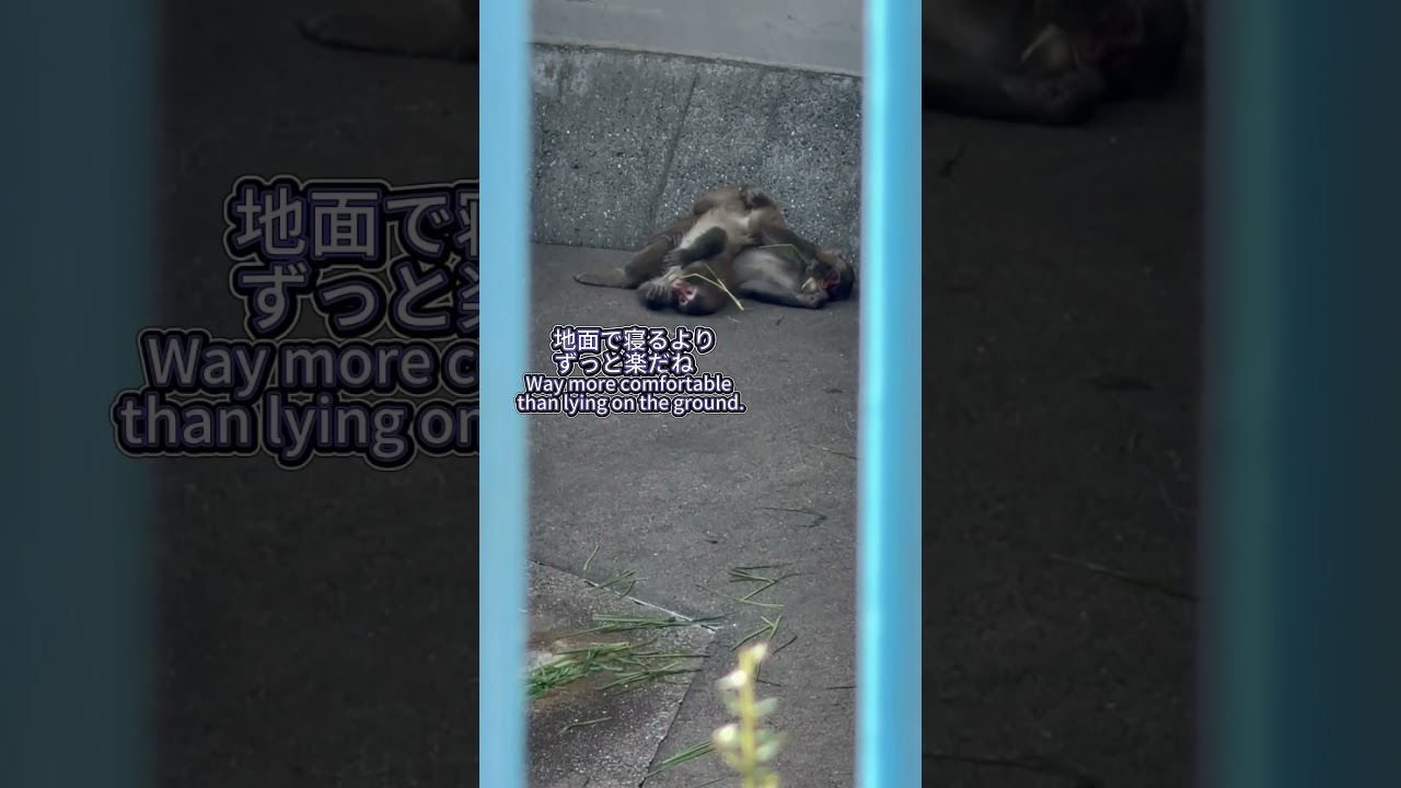 さすが、人に育てられたパンチくん!As Expected from Punch, Raised by Humans! #punch #monkey #cute #市川市動植物園