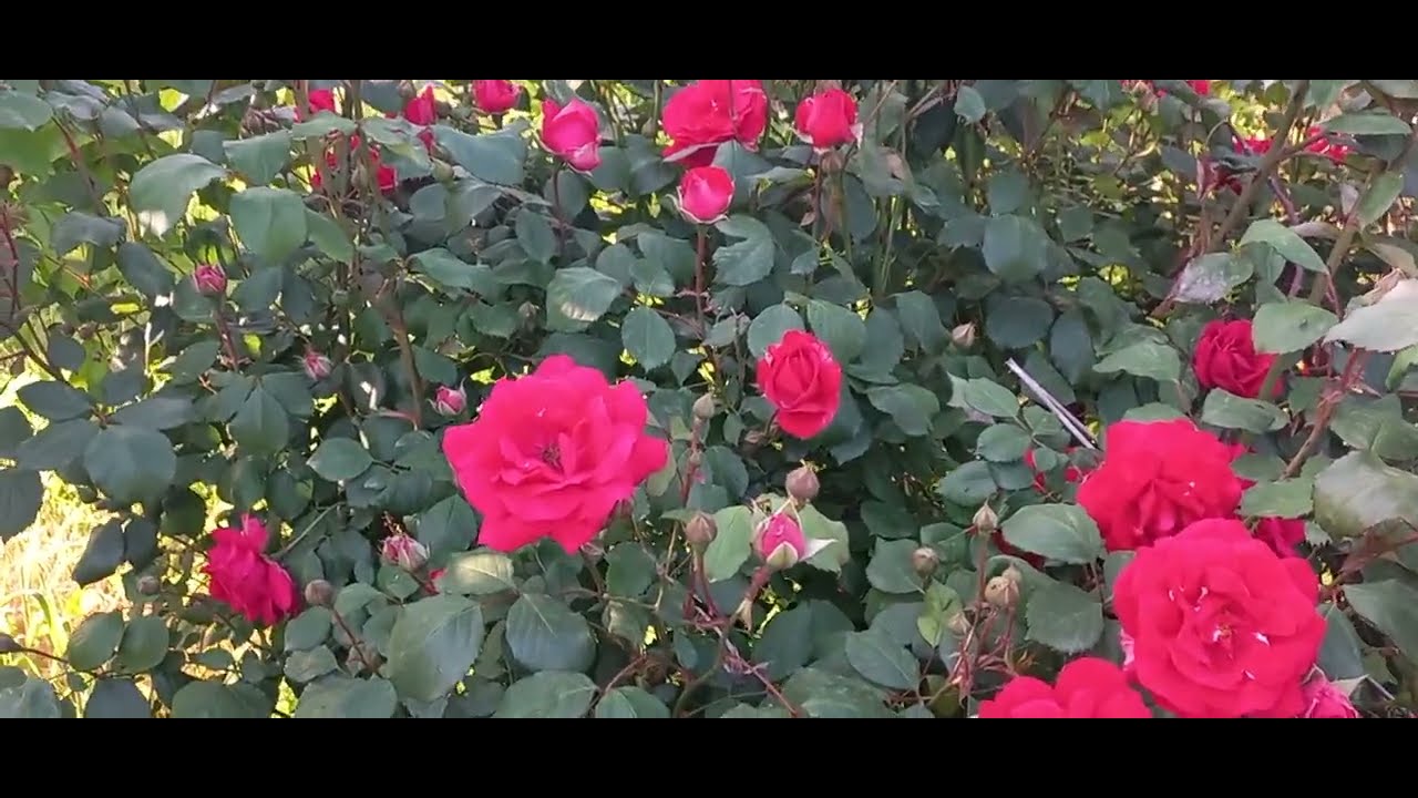 YAYLA GÜZELLİKLERİ / KIRMIZI GÜL'ÜN GÜZELLİĞİNE BAKMAYA DOYAMADIM