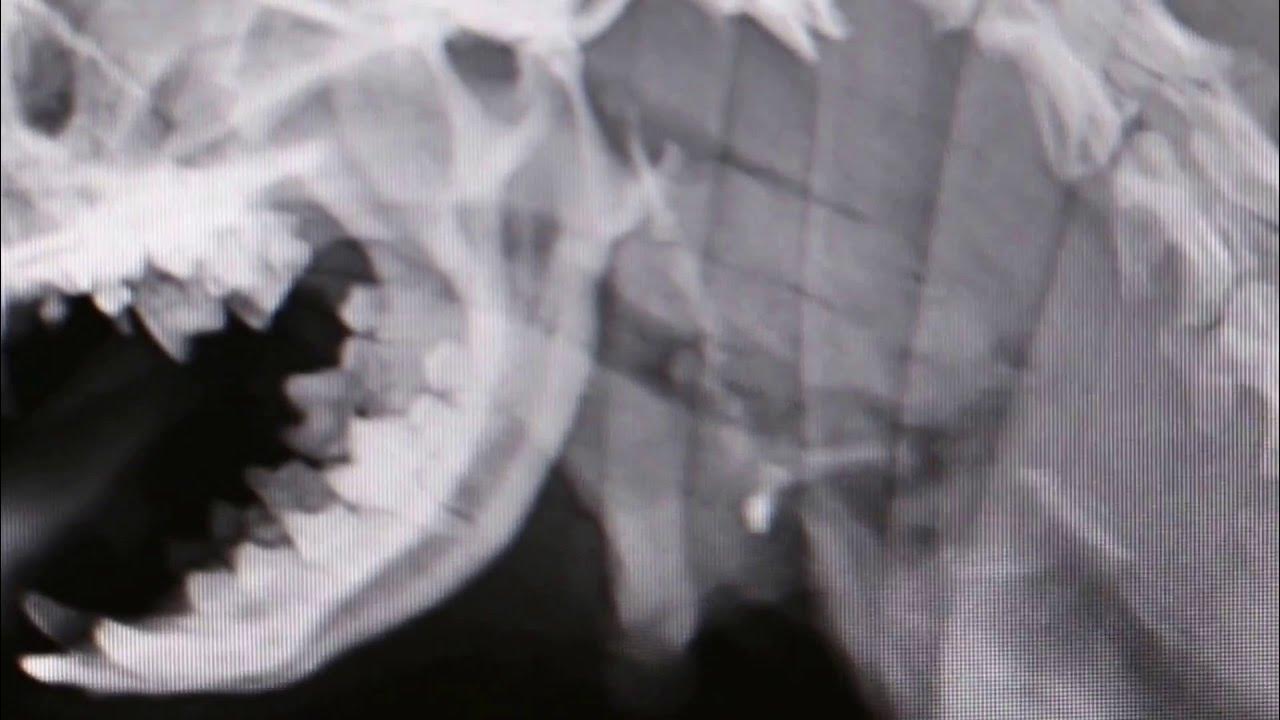 Xrays of the dog's throat Pt 2 YouTube