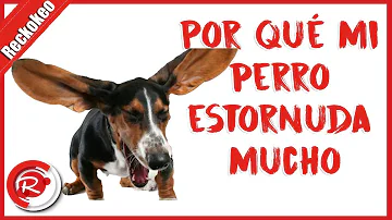 ¿Por qué estornudan los perros?