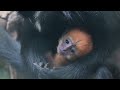 Cute Francois Langur Baby