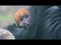 Cute Francois Langur Baby
