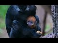 Cute Francois Langur Baby
